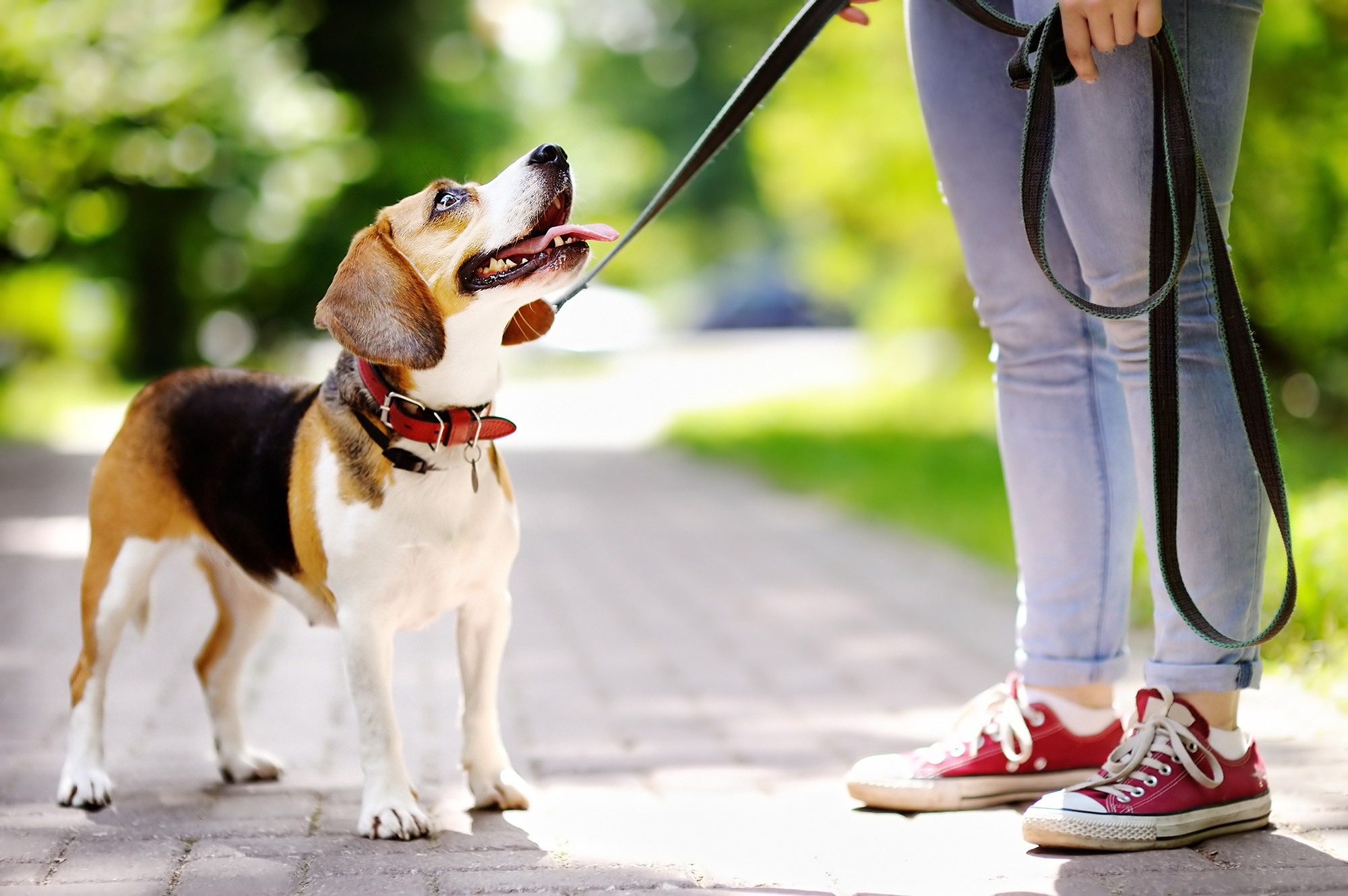 Young woman with beagle in San Diego park